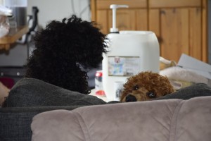  DSC8823 (FILEminimizer)